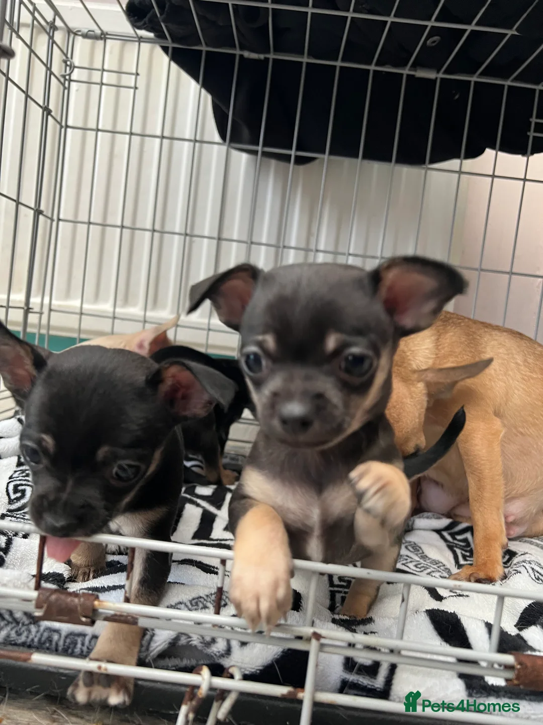 Chihuahua dogs for sale: Full breed chihuahua lovely puppies  - Advert 9