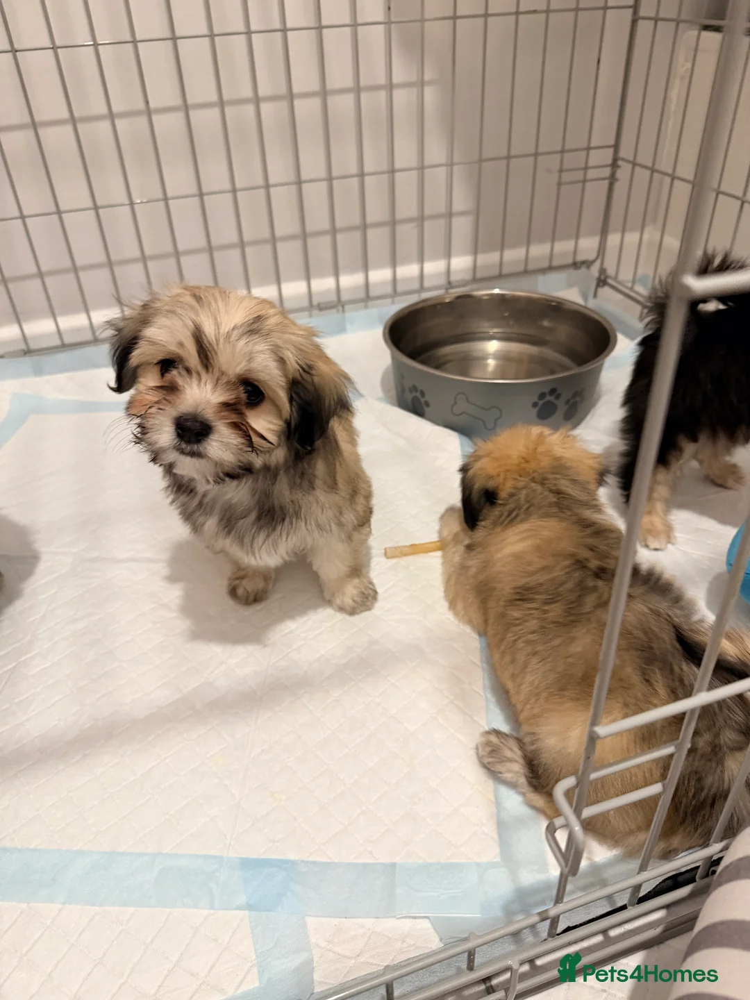 Mixed Breed dogs for sale: Ready now Malchi fluffy puppies  - Advert 6