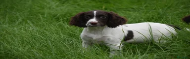 English Springer Spaniel 4