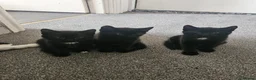 Mixed Breed cats for sale: Beautiful black kittens - Advert 2
