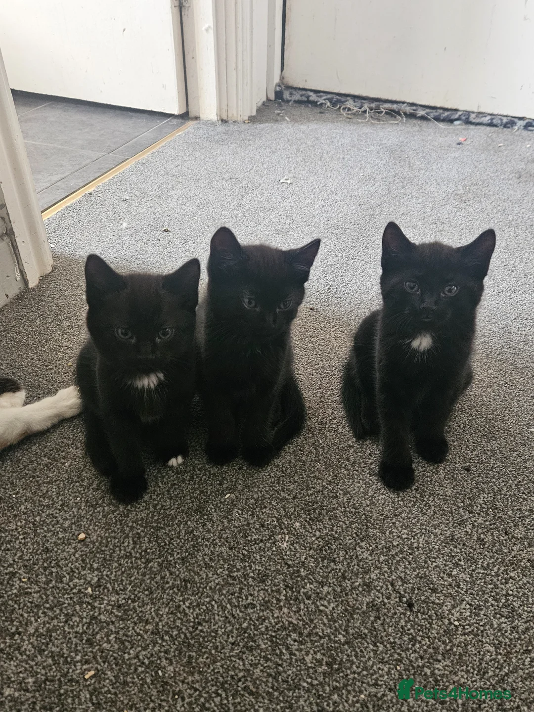 Mixed Breed cats for sale: Beautiful black kittens - Advert 2