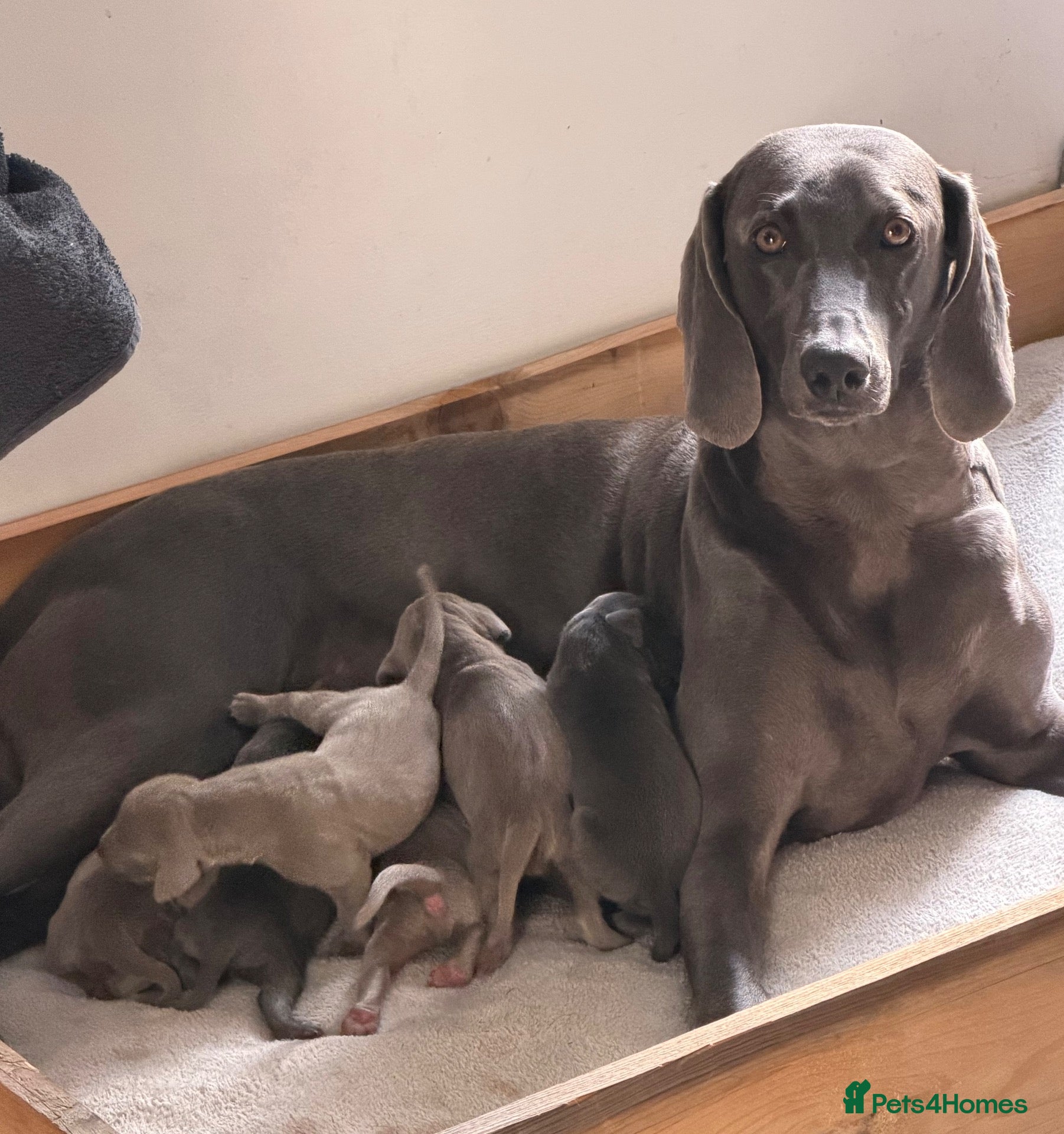 Weimaraner dogs 🌟4 READY 2 LEAVE🌟 🩶&💙 KC Reg Weimaraners 🩷&💙 - Advert 3