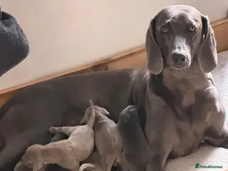 Weimaraner dogs 🌟4 READY 2 LEAVE🌟 🩶&💙 KC Reg Weimaraners 🩷&💙 - Advert 3