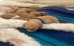 Labradoodle dogs for sale: Multigenerational Labradoodle Puppies  - Image 4