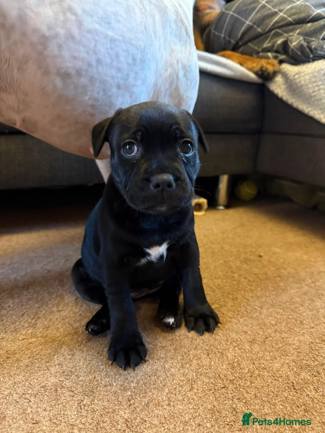 Staffordshire Bull Terrier dogs for sale: Staffordshire Bull Terrier puppies KC registered  - Advert 17