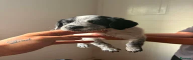 Mixed Breed 1
