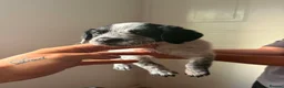 Mixed Breed dogs for sale: Patterdale x cocker spaniel pups  in Worksop - Advert 8