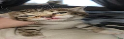 Mixed Breed cats for sale: Beautiful kittens for sale  - Advert 5