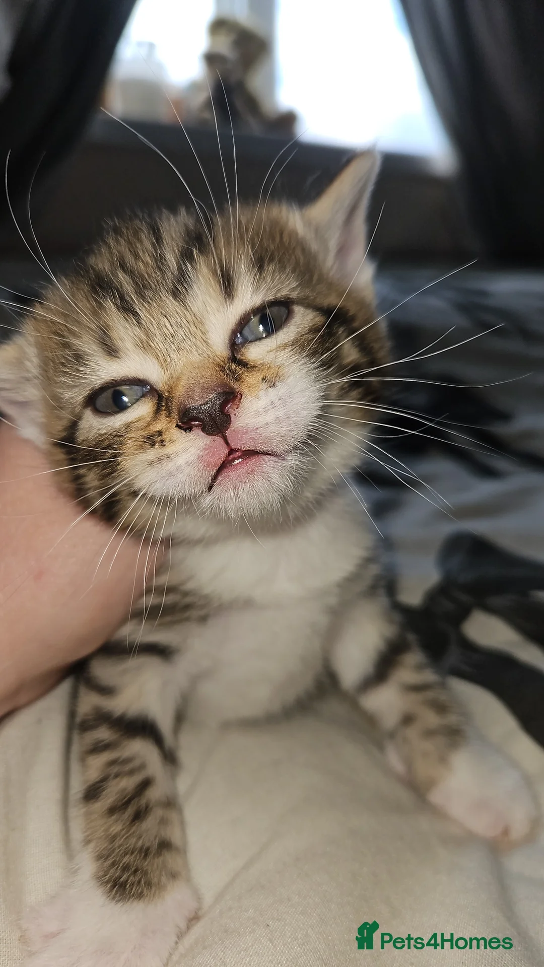 Mixed Breed cats for sale: Beautiful kittens for sale  - Advert 5
