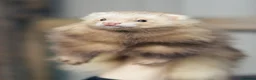 Ferret rodents for sale: Group of angora & standard ferrets - Advert 1