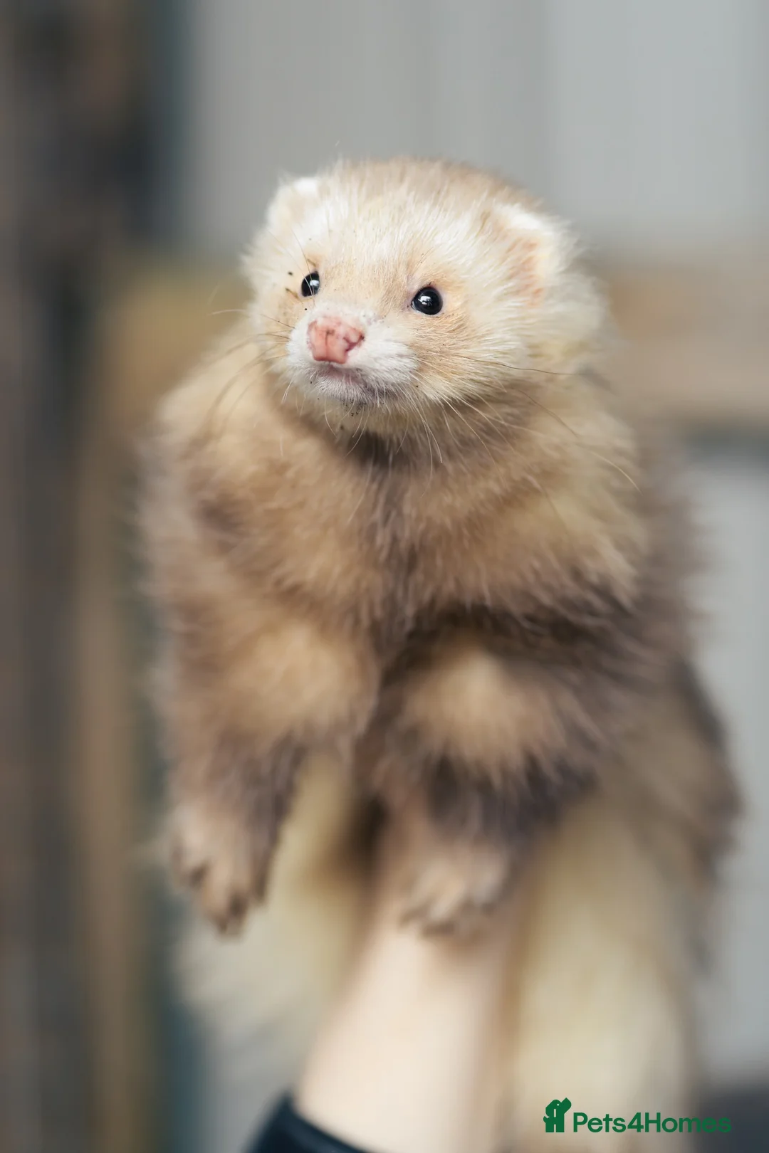 Ferret rodents for sale: Group of angora & standard ferrets - Advert 1