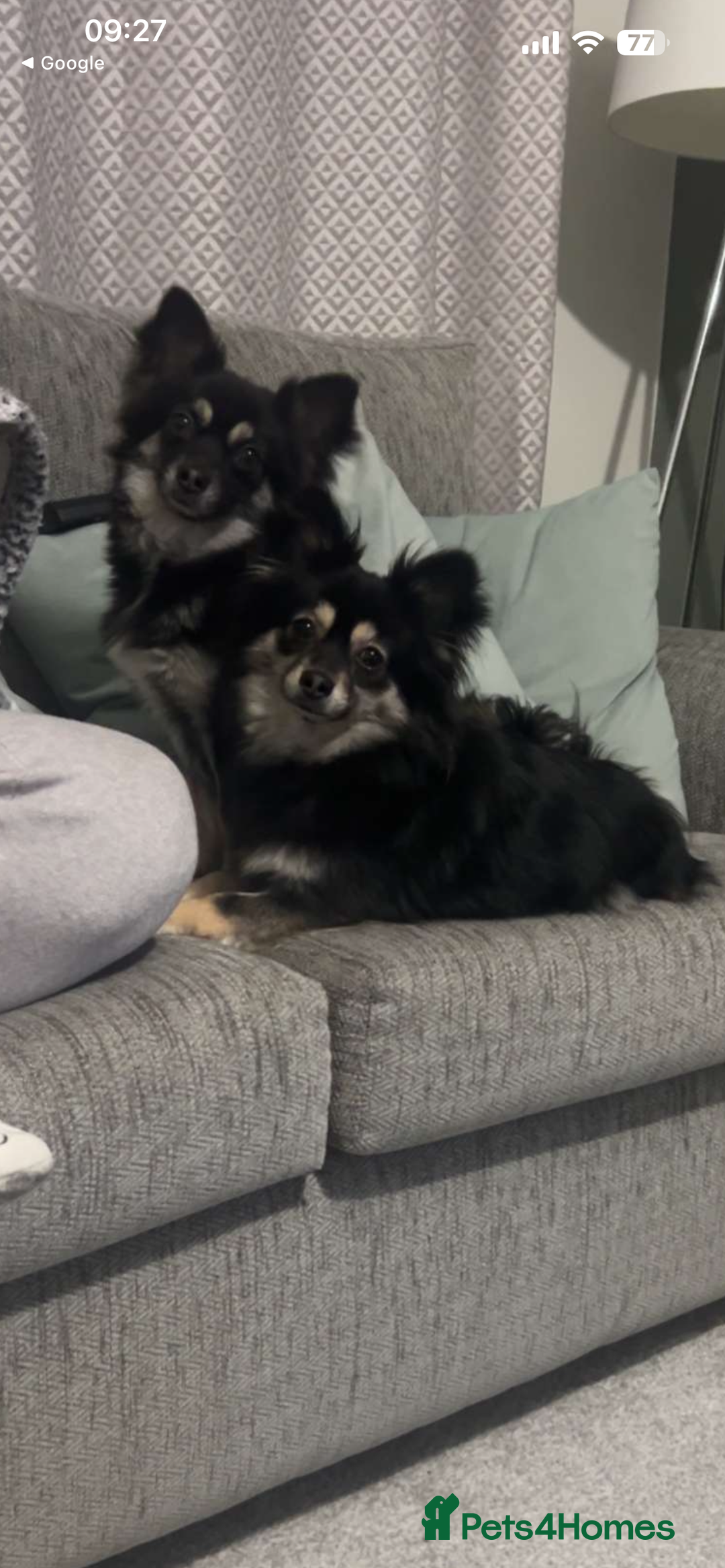 Mixed Breed dogs for sale: Pomsky x Chihuahua puppies  - Advert 2