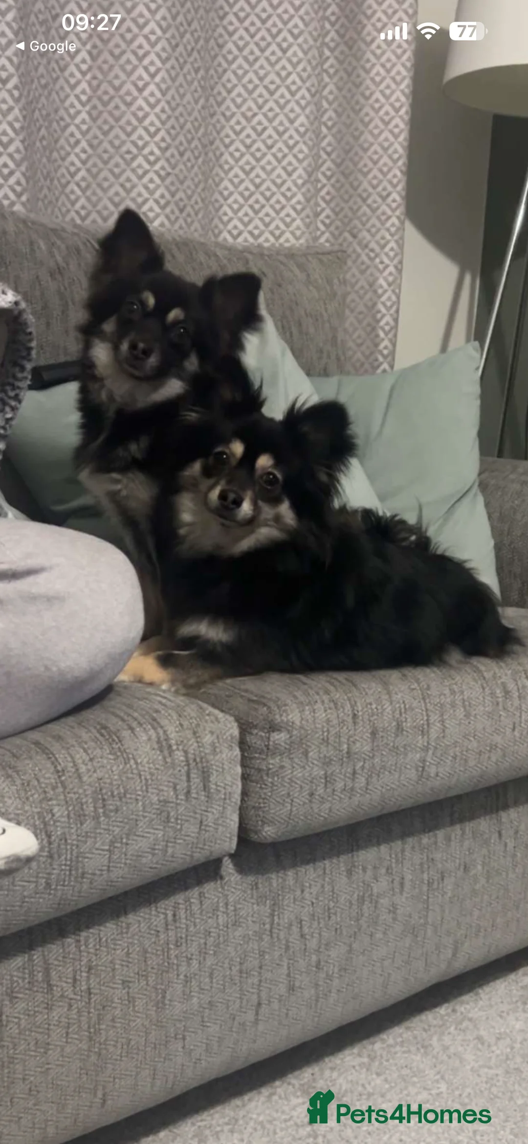 Mixed Breed dogs for sale: Pomsky x Chihuahua puppies  - Advert 2
