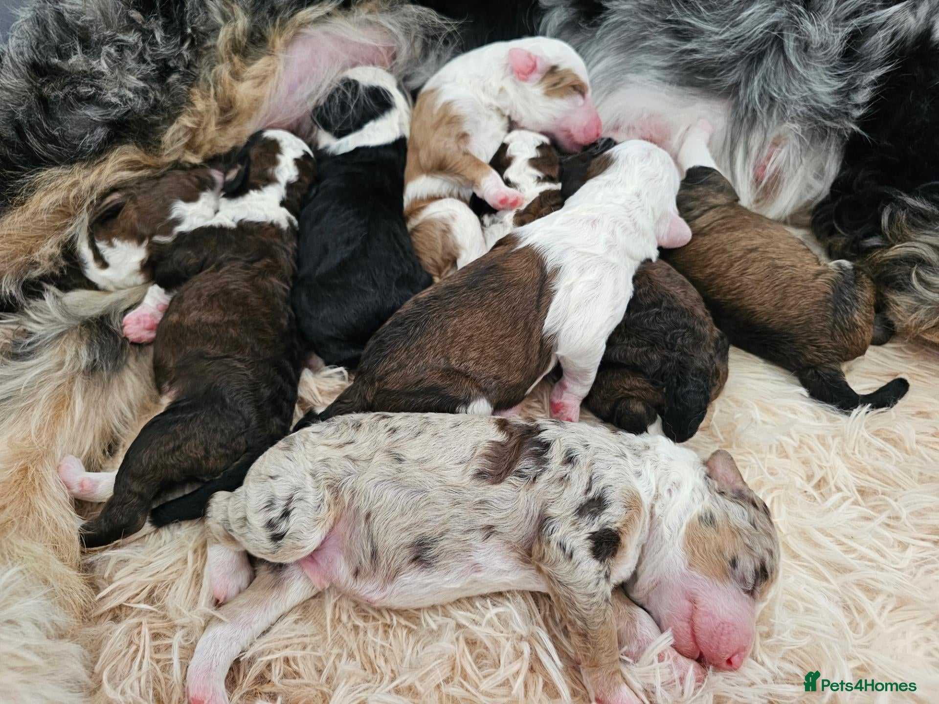 Bernedoodle dogs Bernedoodle F1B - Advert 1