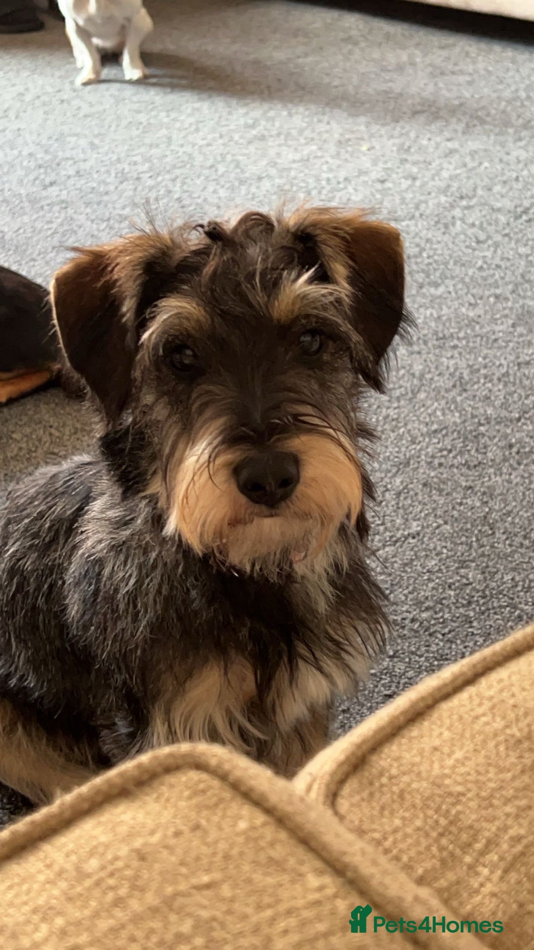 Mixed Breed dogs for sale: Rehoming hooch - Advert 1