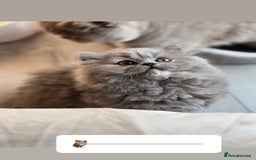 British Shorthair cats for sale: British shorthair & longhair Great Pedigree  - Image 8