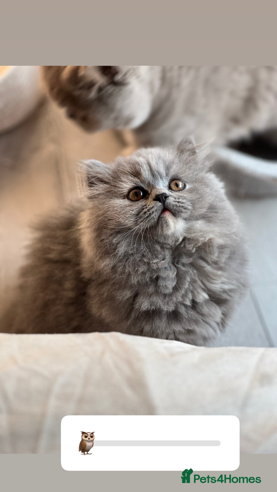 British Shorthair cats for sale: British shorthair & longhair Great Pedigree  - Image 8
