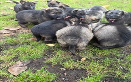 German Shepherd dogs for sale: 10 amazing german shepherd puppies - Advert 8