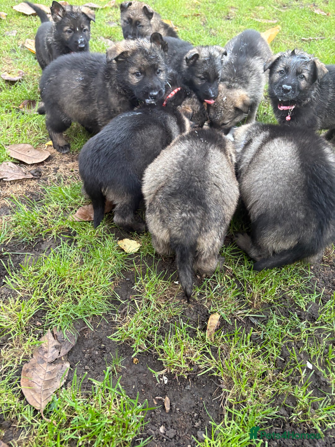 German Shepherd dogs for sale: 10 amazing german shepherd puppies - Advert 8