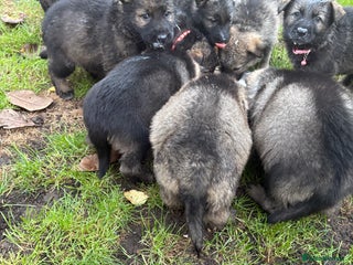 German Shepherd dogs 10 PURE germ shepherd puppies ENFIELD - Advert 17