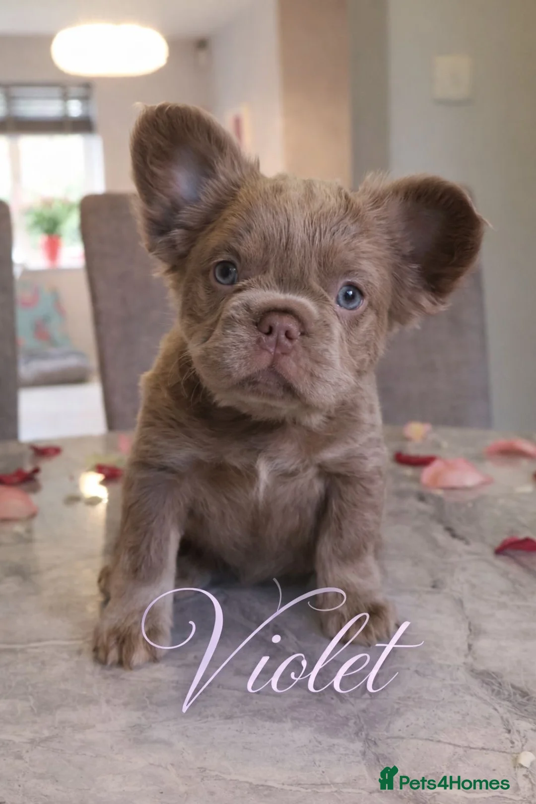 French Bulldog dogs for sale: French bulldog  - Advert 1