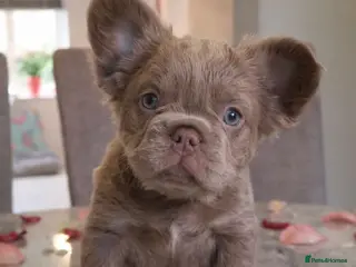 French Bulldog dogs French bulldog - Advert 17