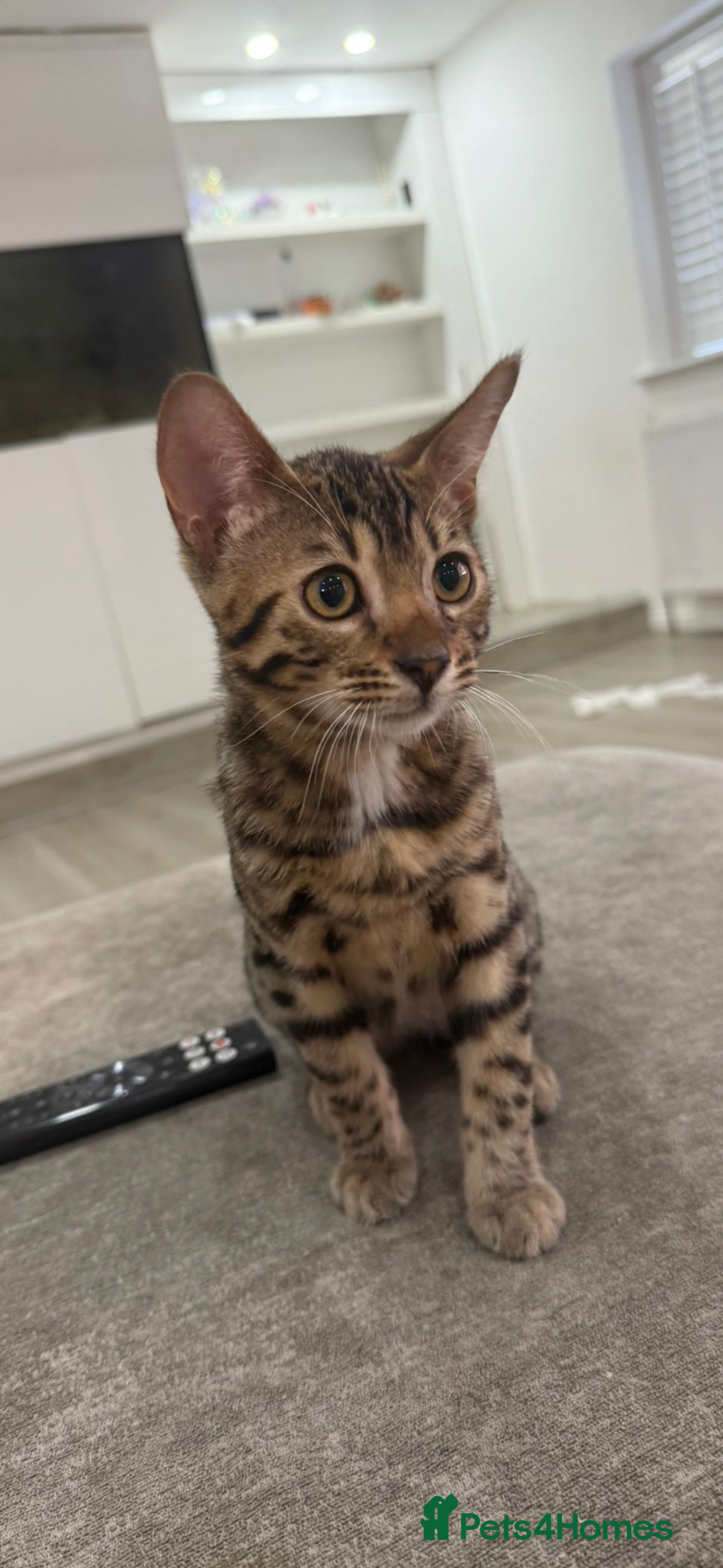 Bengal cats for sale: Kittens needing a VERY good home! - Image 3