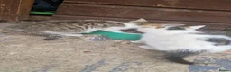 Domestic Shorthair cats for sale: Kittens £10 - Advert 4