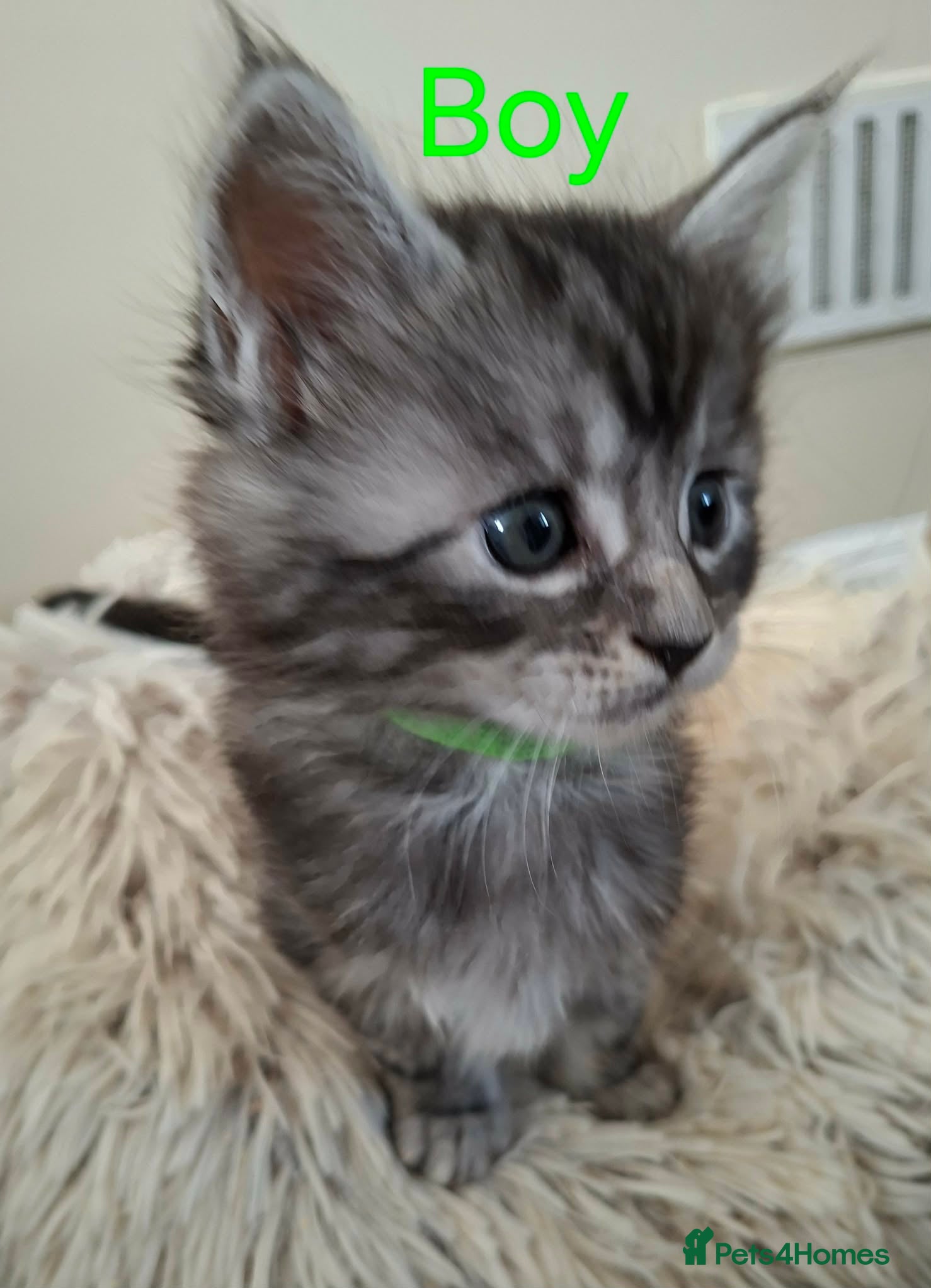 Maine Coon cats 6 Maine Coon kittens. - Advert 18