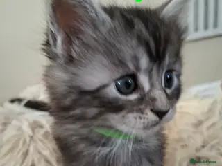 Maine Coon cats 6 Maine Coon kittens. - Advert 18