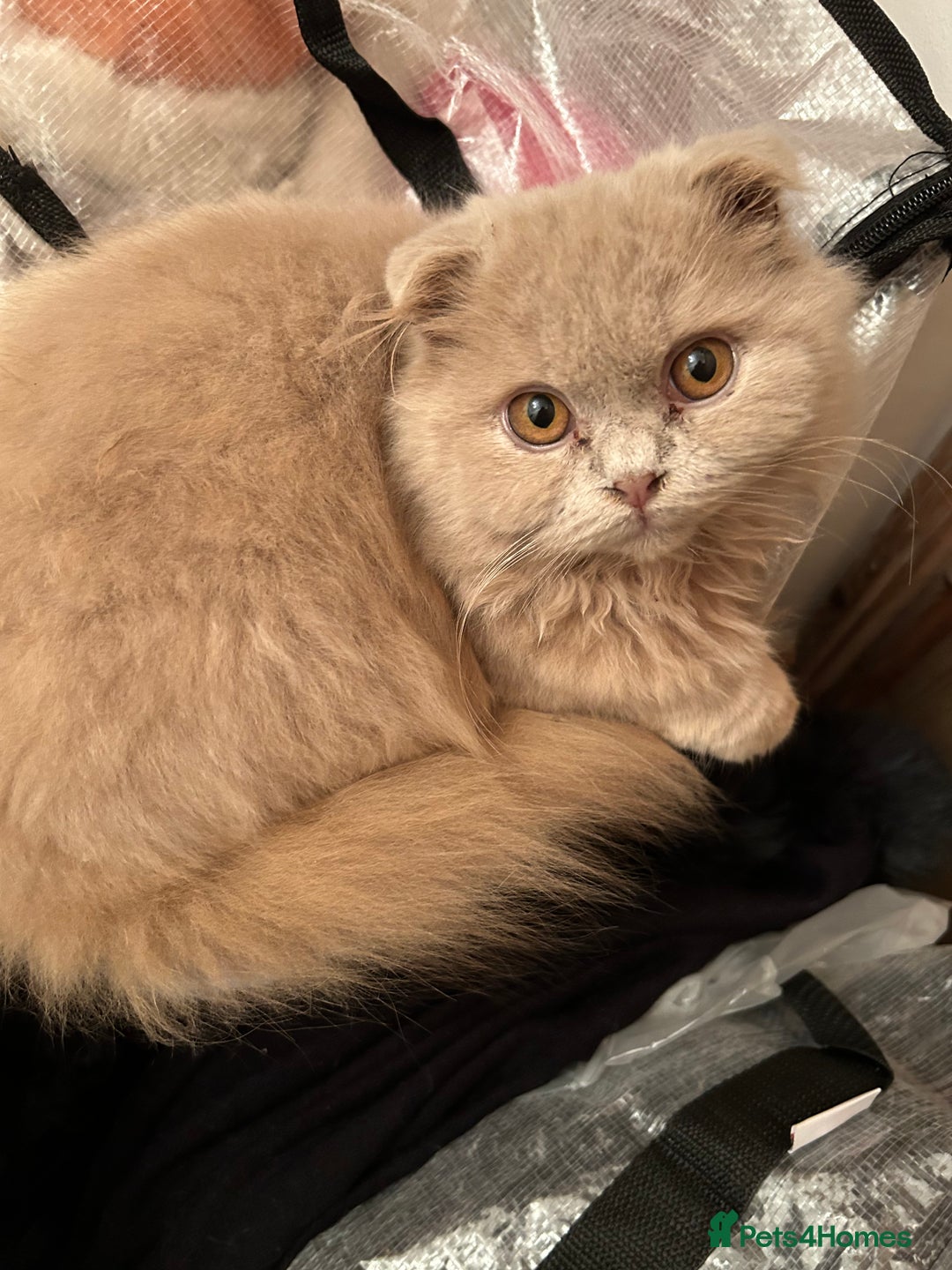 Scottish Fold cats for sale: 🩷Scottish fold kitten One Available 🩷 - Advert 21