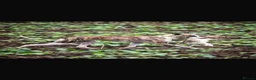 Whippet dogs for sale: Working/show/race/family whippet puppies  - Advert 22