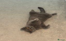 British Shorthair cats for sale: British Short Hair Kittens - Advert 2