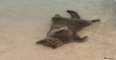 British Shorthair cats British Shorthair Kittens - Advert 5