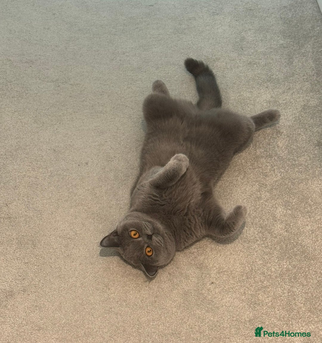British Shorthair cats for sale: British Short Hair Kittens - Advert 2
