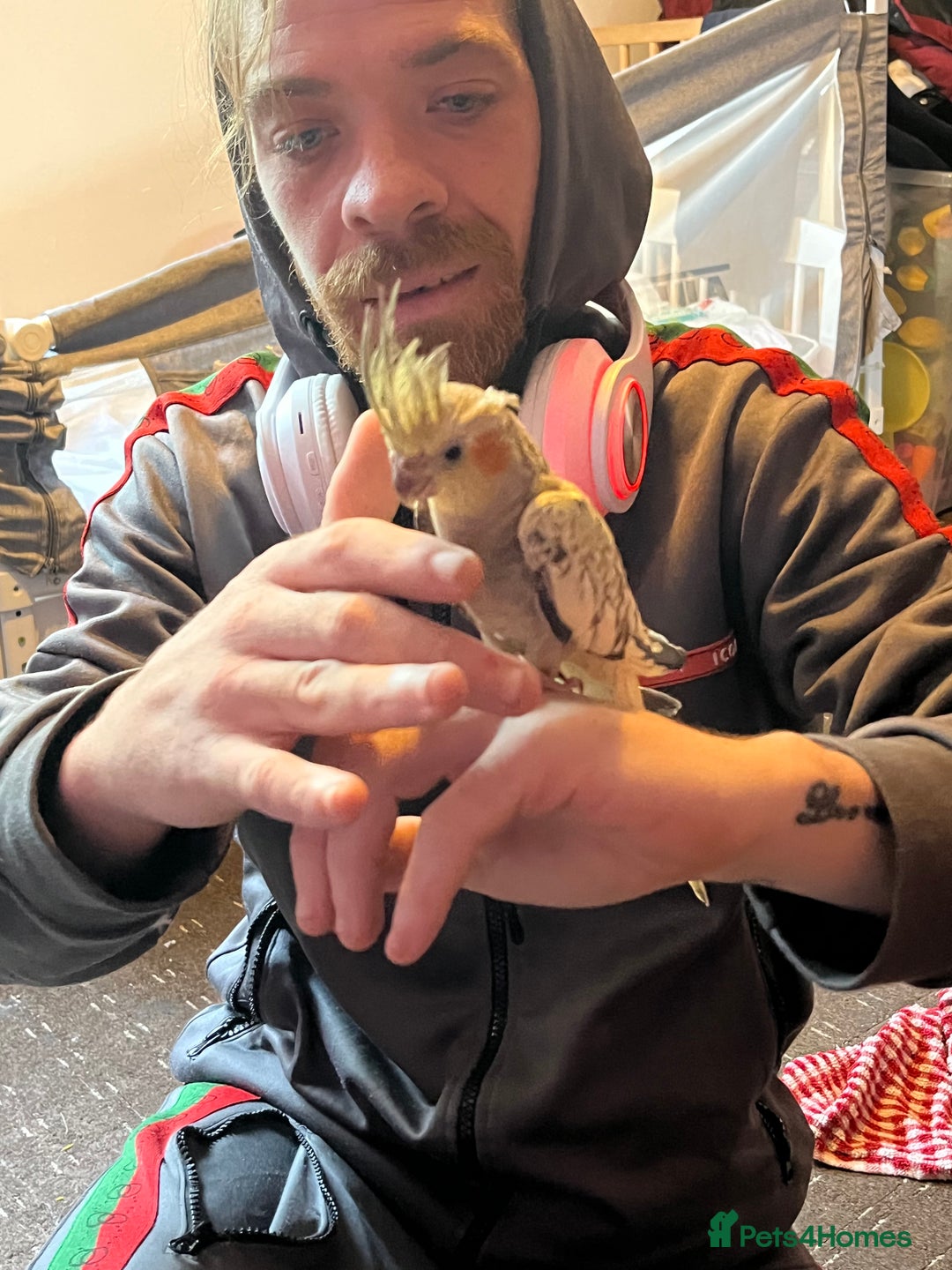 Cockatiels birds for sale: Cockatiels for sale hand tame - Image 11