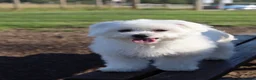 Maltese dogs for sale: Maltese boy ready for his new home - Advert 5