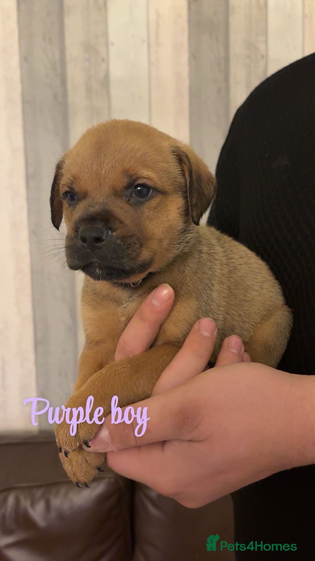 Mixed Breed dogs for sale: Gorgeous bullmastiff x Rottweiler puppies - Advert 12