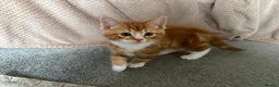 Mixed Breed cats for sale: Last of the litter ginger and white boy  - Advert 3
