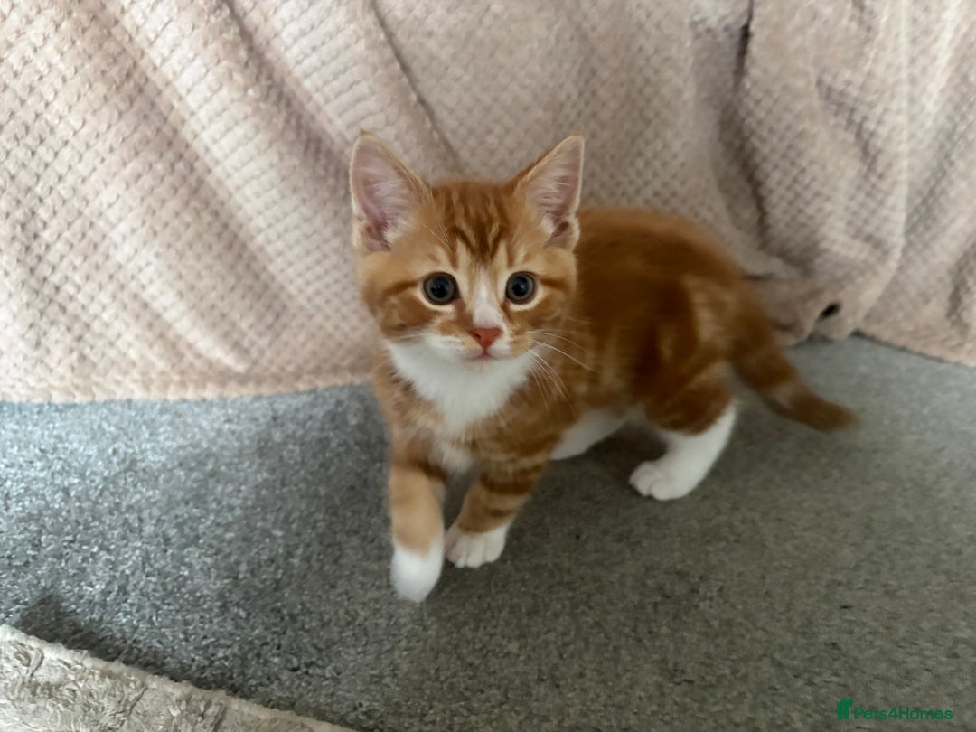Mixed Breed cats for sale: Last of the litter ginger and white boy  - Advert 3