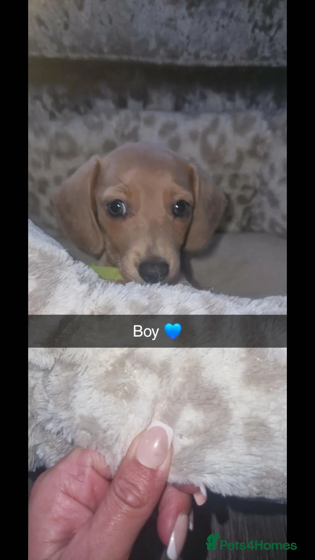 Miniature Dachshund dogs for sale: Miniature daschunds - Advert 2