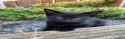 Mixed Breed cats for sale: Kittens - Advert 6