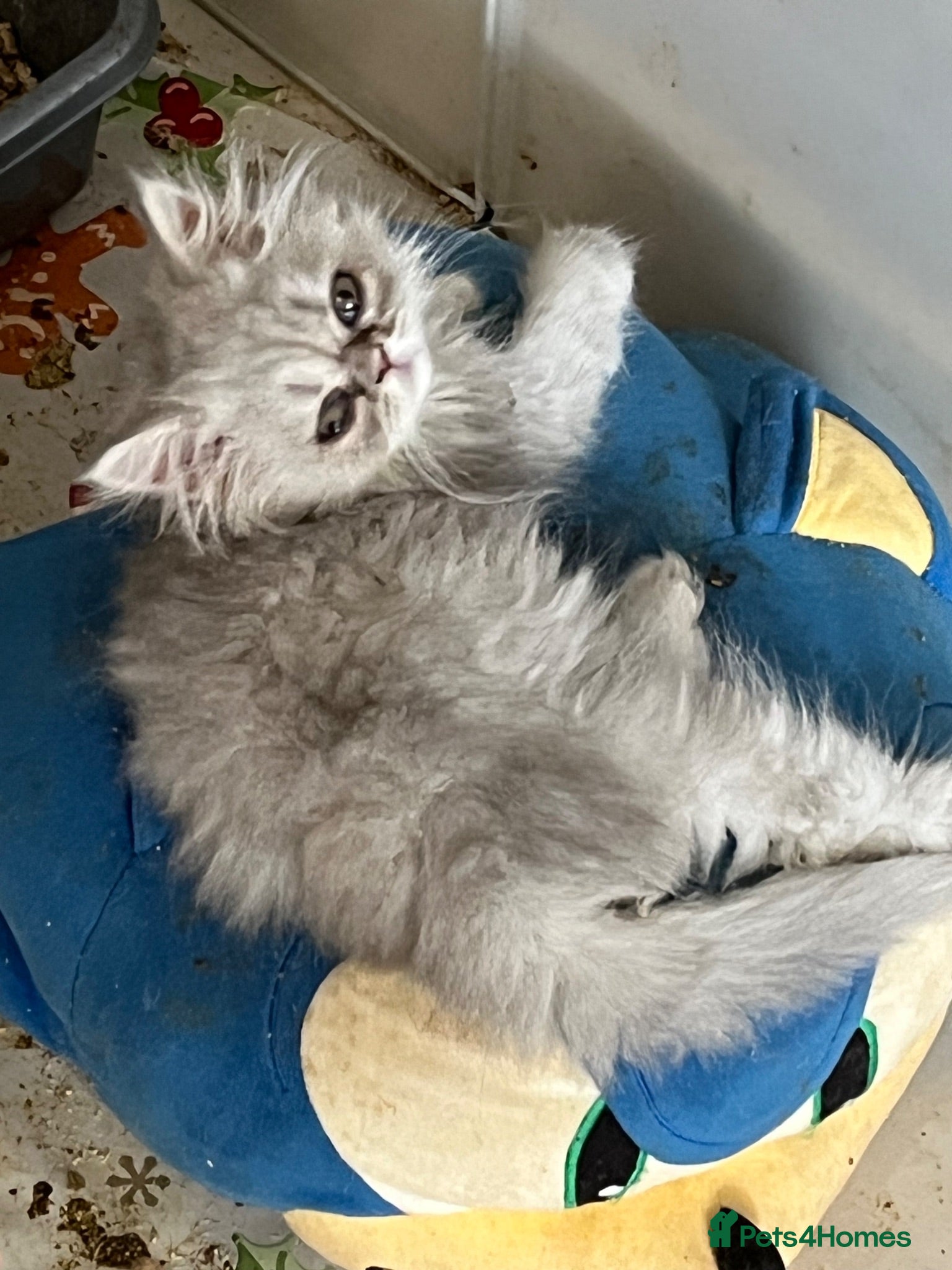 Persian cats Stunning silver Persian girl  - Advert 2