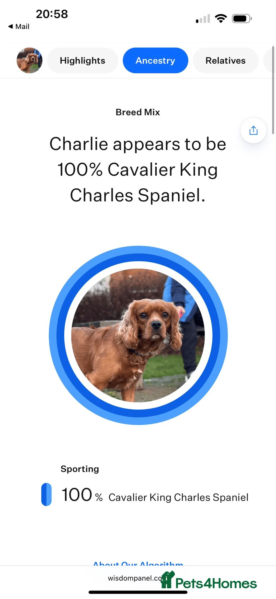 Cavalier King Charles Spaniel dogs for stud: Cavalier King Charles Spaniel for stud  - Advert 2
