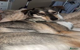 Mixed Breed dogs for sale: 3 year old husky lab  - Image 3