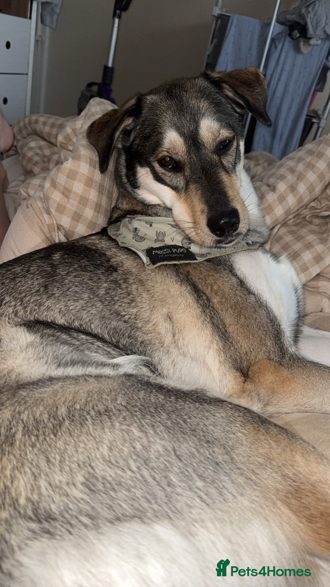Mixed Breed dogs for sale: 3 year old husky lab  - Image 3