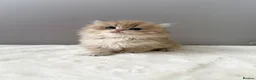 British Longhair cats for sale: Champion lines Golden British Longhairs - Advert 6
