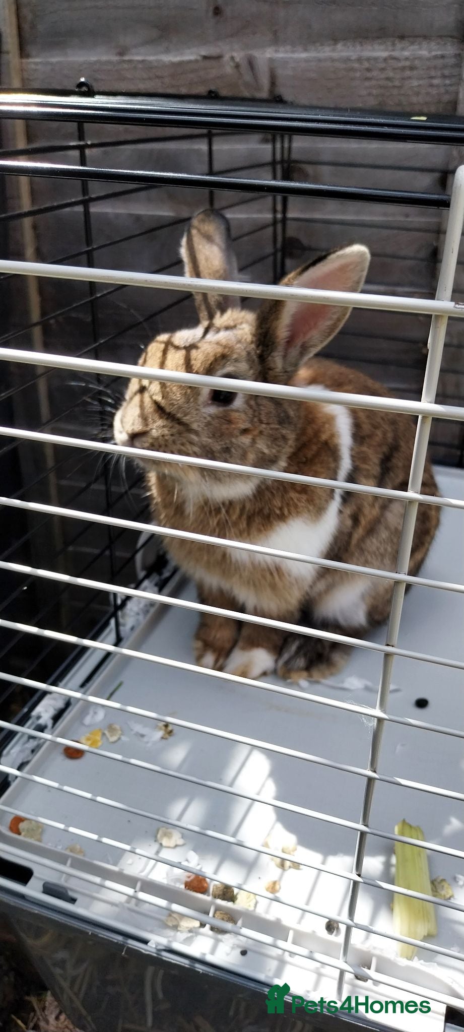 Mini Lop rabbits Stunning mini Lop Male  - Advert 1