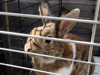 Mini Lop rabbits Stunning mini Lop Male - Advert 1