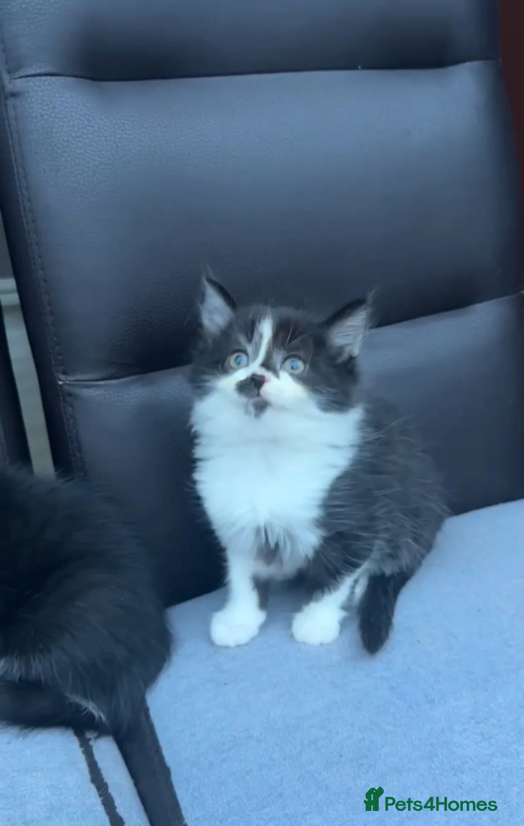 British Longhair cats for sale: Adorable british longhair female kitten - Advert 1